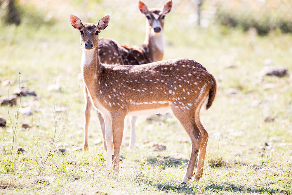 Client Spotlight - Wildlife Rescue & Rehabilitation