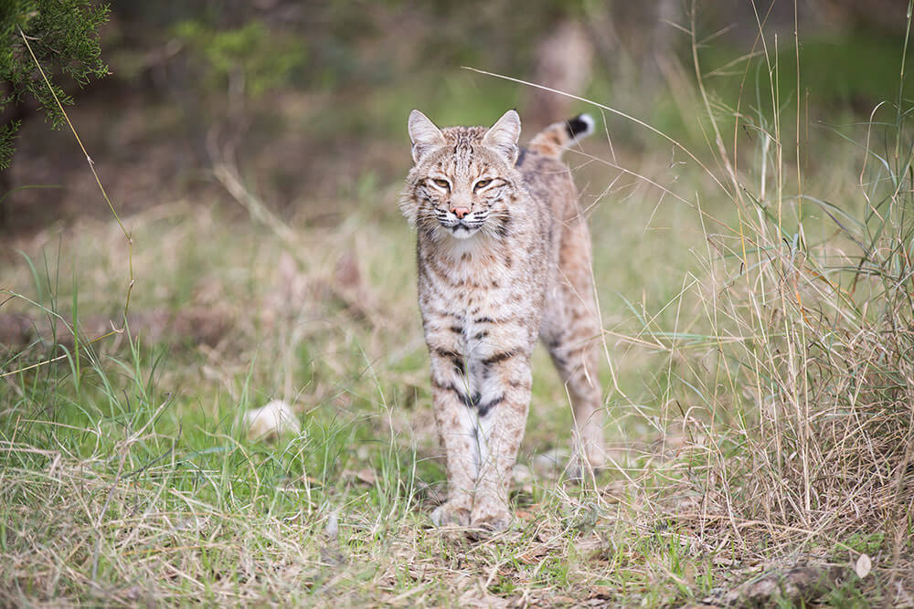 Client Spotlight - Wildlife Rescue & Rehabilitation