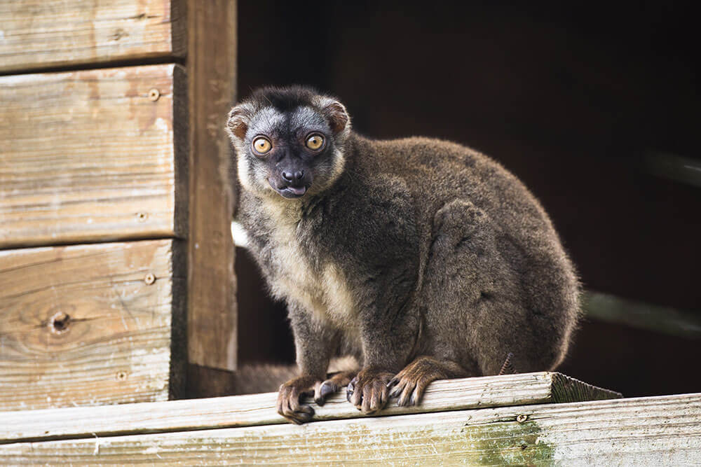 Client Spotlight - Wildlife Rescue & Rehabilitation